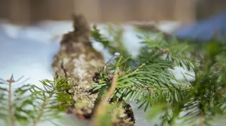 Engagement ring resting on an evergreen sprig in the snow
